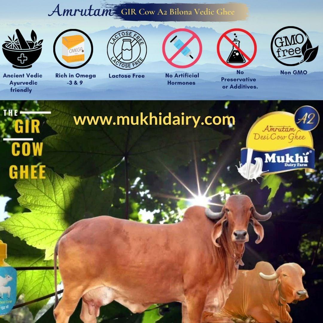 What is Gir Cow? How is Bilona Ghee Made? Benefits of Bilona Ghee